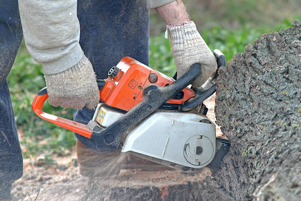 Trusted Ambler, PA Tree Services Experts